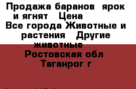 Продажа баранов, ярок и ягнят › Цена ­ 3 500 - Все города Животные и растения » Другие животные   . Ростовская обл.,Таганрог г.